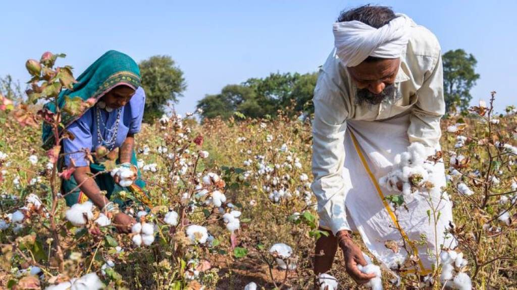 Organic cotton field with natural fertilizers, highlighting eco-friendly farming